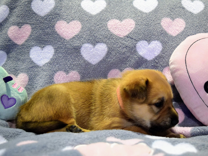 chinook puppy
